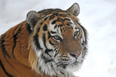 Разнообразные фото тигров: возможность выбора размера и формата