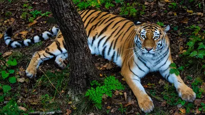 Большая коллекция фотографий тигров всех видов