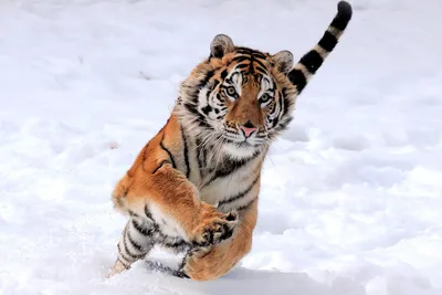 Фотки тигров в формате jpg, png, webp