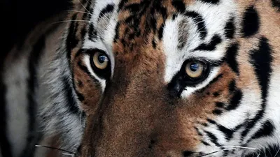 Картинки тигров: доступные форматы и размеры по вашему выбору