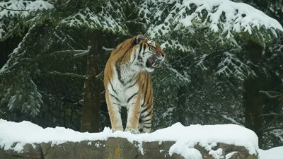 Фотографии тигров: стильные изображения