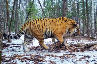 Фотографии тигров разных видов: выбор формата и размера