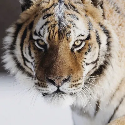 Неповторимые фото тигров всех видов