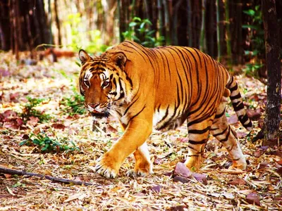Фотографии и картинки тигров для скачивания