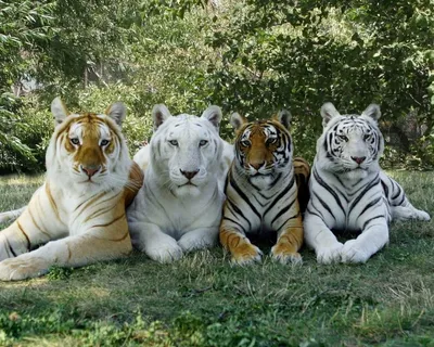 Изображение тигра в высоком разрешении