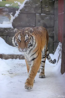 Разнообразные фото тигров: настраиваемый размер и формат