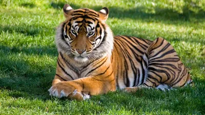 Фото тигров в формате webp для быстрой загрузки страницы