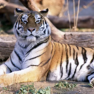 Уникальные фото тигров: коллекция для ценителей