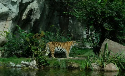 Фотографии тигров в форматах jpg, png, webp: выбирайте подходящий