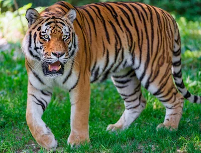 Фотографии тигров всех видов: настраиваемый размер