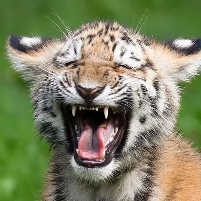 Впечатляющие фото тигров с возможностью выбора формата (jpg, png, webp)