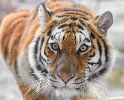 Тигры: коллекция красивых изображений