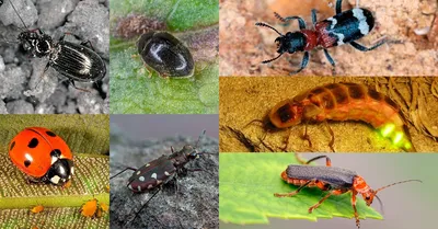 Все виды жуков  фото