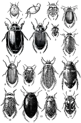 Полезные изображения всех видов жуков для скачивания