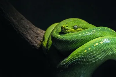 Коллекция картинок змей в разных форматах