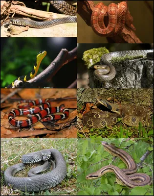 Все виды змей фотографии