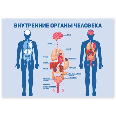 Исследование органов: выберите формат (JPG, PNG, WebP) для скачивания