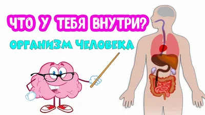 Все органы в одном изображении: WebP формат для скачивания