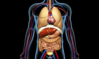 Реалистичные фотографии внутренних органов: JPG, PNG или WebP – выбор ваш