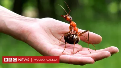 Фотографии жуков мира: уникальные снимки разнообразных видов жуков!