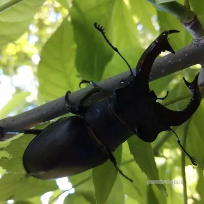 Уникальные фото жуков для любителей насекомых