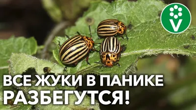 Скачать бесплатно фото жуков в хорошем разрешении