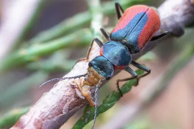 Фотографии жуков: уникальные снимки из мира насекомых