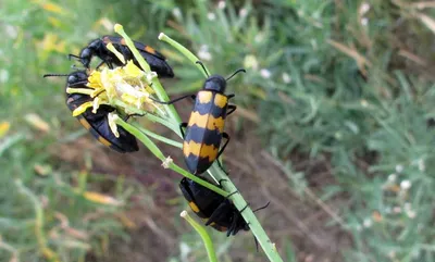 Великолепие жуков: фотографии, которые покажут вам их удивительную природу