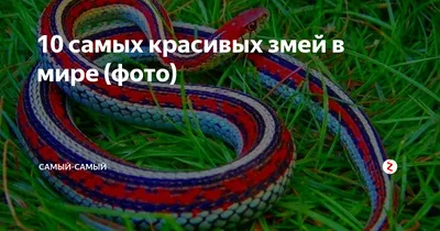 Потрясающая красота змей на фотографиях разных форматов