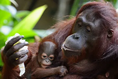 Породы обезьян в формате 4K: Изысканные изображения для вашего выбора