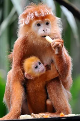 Породы обезьян: Новые и интересные фотографии в Full HD качестве