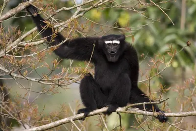 Фотообои обезьян: Полезная информация о животных в каждом изображении