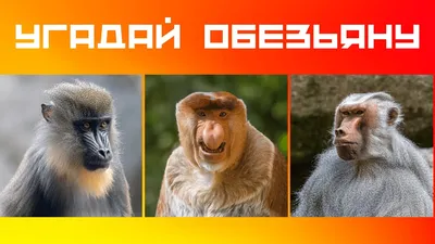Породы обезьян в изумительном качестве: Скачайте фотографии в разных форматах