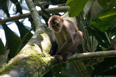 Фото симпатичных обезьян: Скачайте бесплатно в разрешении HD