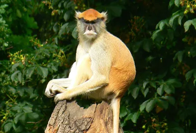 Великолепие мира обезьян: удивительные породы в фотографиях