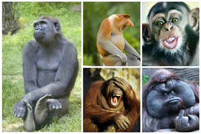 Экзотические обитатели: фотографии различных пород обезьян