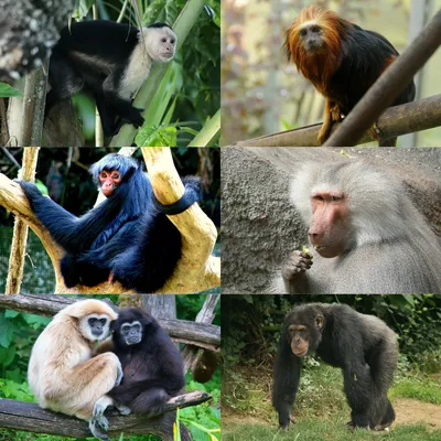 Фотографии обезьян в PNG: Выберите свой размер и формат для скачивания