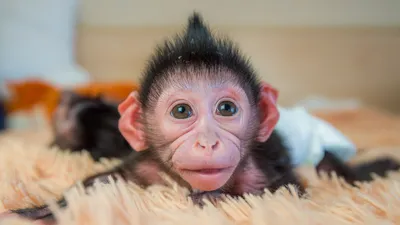 Шаловливые игры: фотографии молодых обезьян в игре