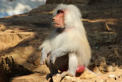 Дикая красота: фотографии обезьян в природе