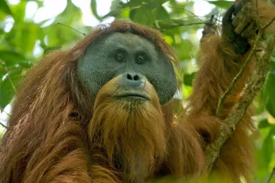 Легендарные обитатели леса: впечатляющие фото разнообразных обезьян