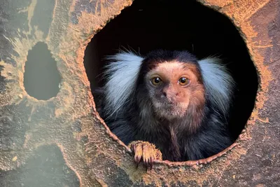 Стражи природы: обезьяны на фото в роли охранников леса