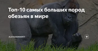 Энергия джунглей: динамичные сцены обезьян в движении на фото