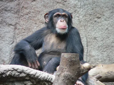 Путеводители джунглей: фотографии обезьян в естественной среде обитания