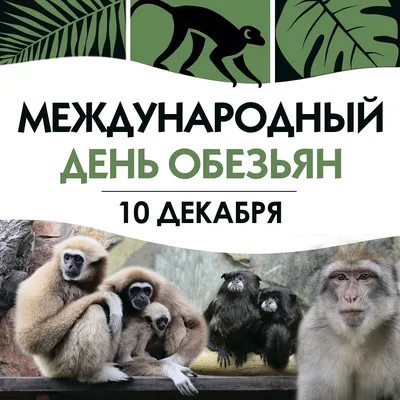 Фото горилл и шимпанзе: Бесплатные изображения для фона в высоком качестве