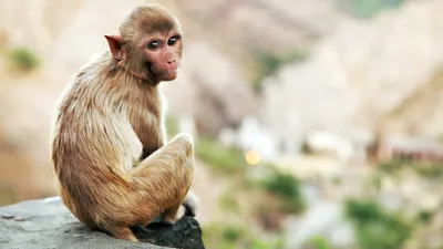 Портреты обезьян: Качественные снимки