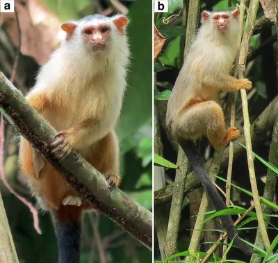 Фотографии разнообразных обезьян в Full HD качестве на 2024 год