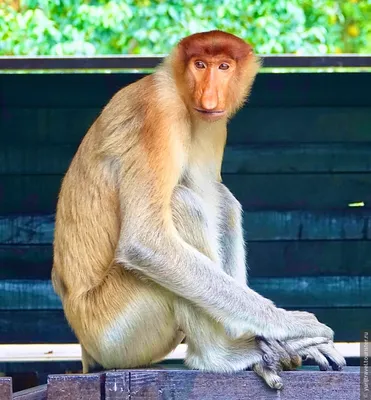 Увлекательные изображения обезьян: фотографии в высоком разрешении