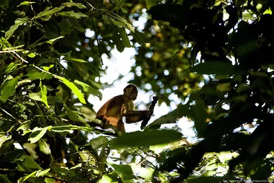 Фотографии обезьян в природе: заставьте свой экран оживиться
