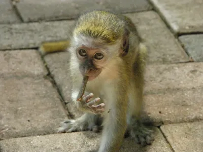 Фотографии различных пород обезьян в бесплатном доступе