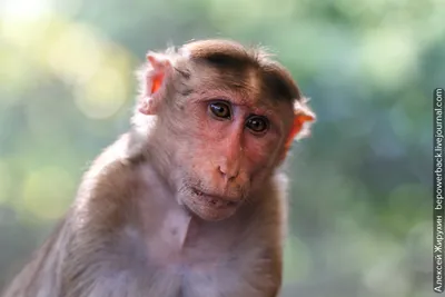Фотографии обезьян для обоев: Ваш экран оживет с этими красочными изображениями
